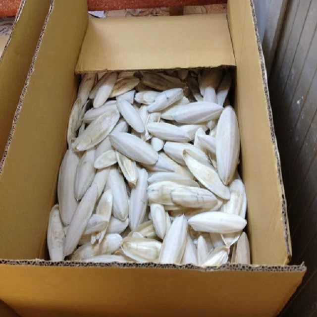 
High Quality Cuttle Fish Bone 