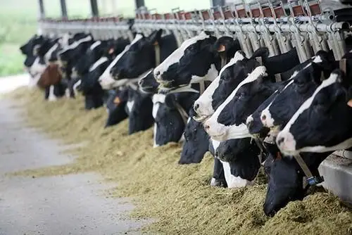 Animal Feed.jpeg