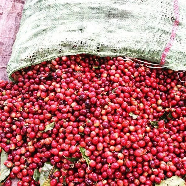 Кофе Luwak, Вьетнам Arabica Robusta экспортер для Сенегала, Кореи