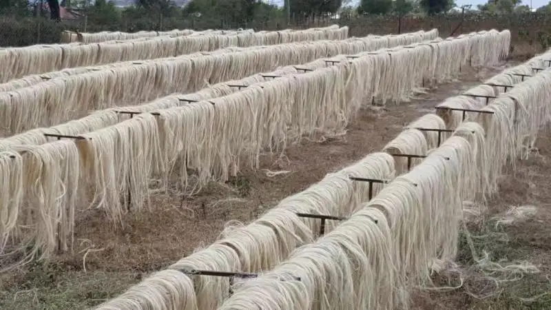 Top Grade Super Flax Fiber/Sisal Fiber Gypsum Quality/ Fiber sisal for sale