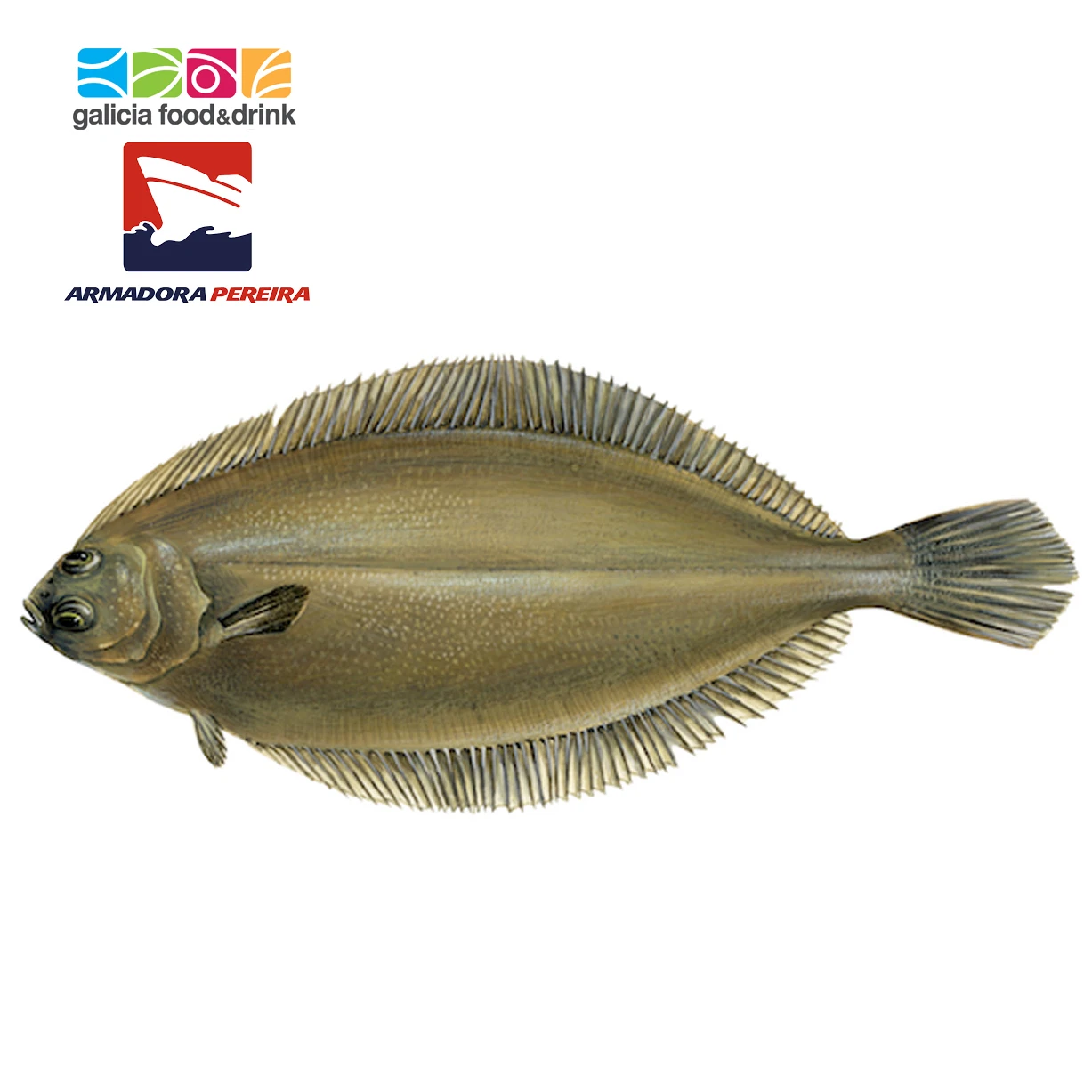 Frozen fish, Seafrozen Lengua [Armadora Pereira- Pereira Group]
