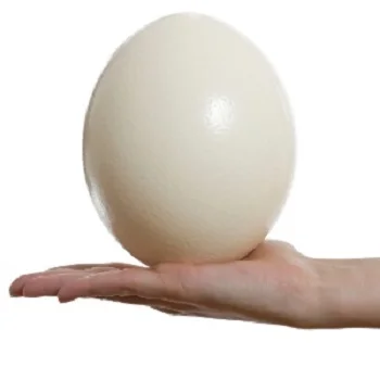 Страусиные яйца