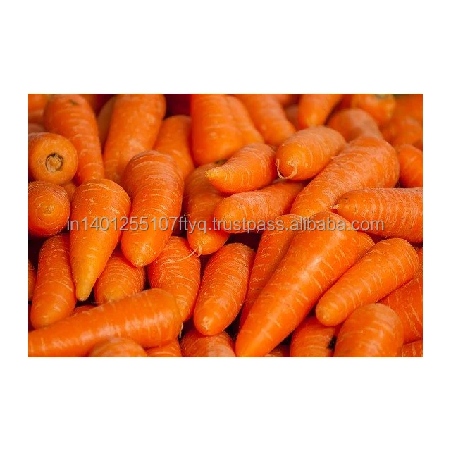 IQF Carrot Frozen Carrot Freezing Carrot Good Quality Vegetables Cut Dices Cubes