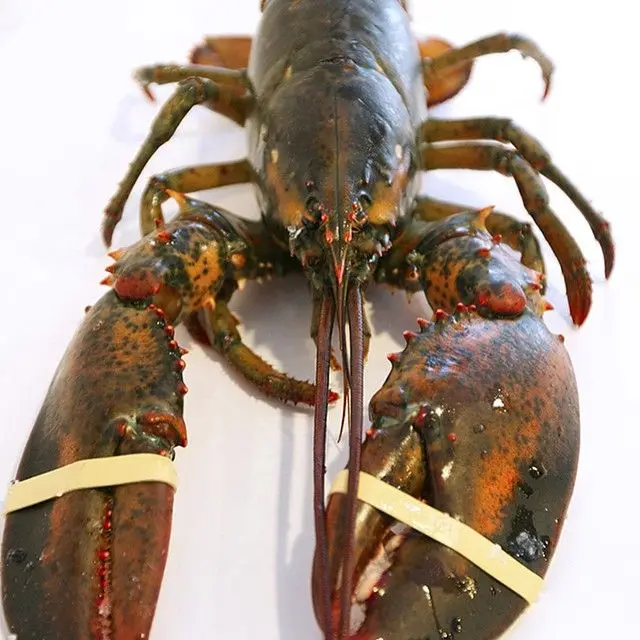  100% Fresh Alive Lobster - Live