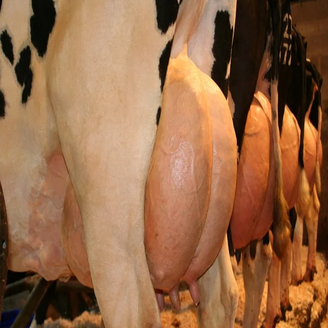Live Dairy Cows/Pregnant Jersey Cows available
