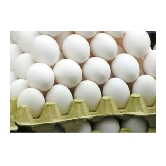 Fresh Chicken Eggs for Sale In Large Quantity At Wholesale Best Prices