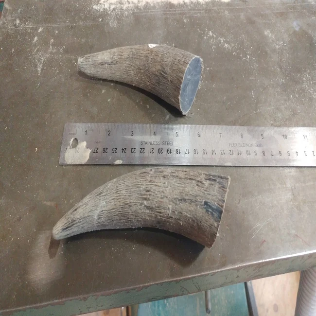water Buffalo Horn  tip