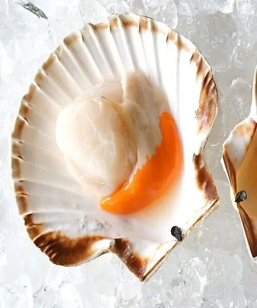 Best Dried and Frozen Scallop Different Sizes for Your Choice for Sale