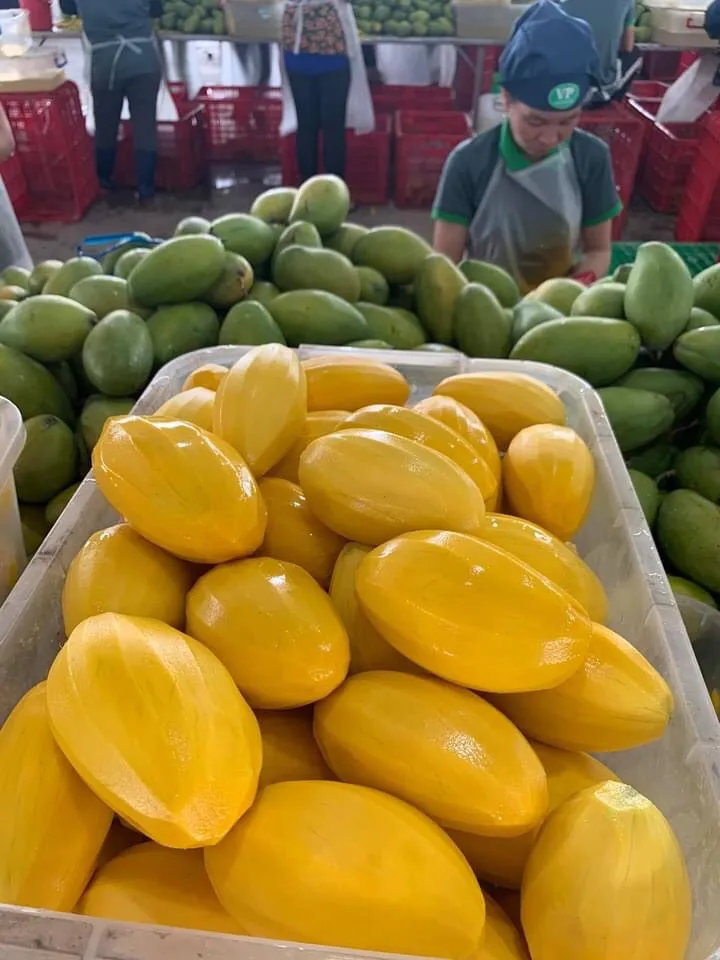 
Best Deal For High Quality Soft Dried Mango 500gr, 1000gr Vietnam OEM 