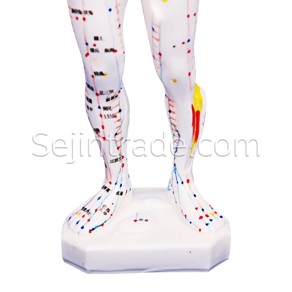 
Acupuncture needle Hospitals Anatomical Human Model Rubber Body Model 26cm for Sale massage clinic moxa Chinese medicine model 