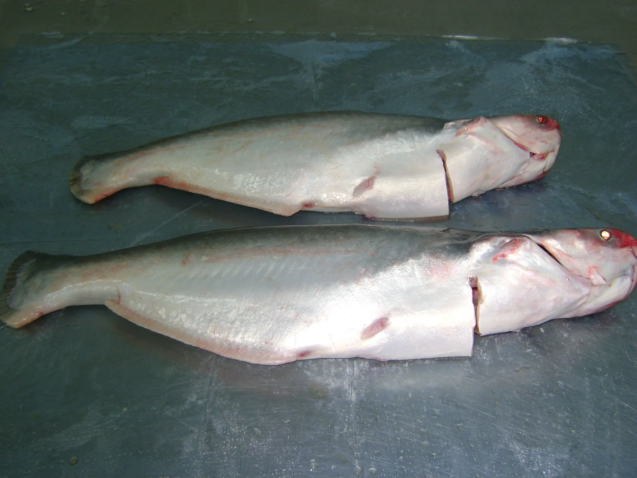 Premium Frozen Pangasius/ Basa Fish WG (Whole round Gutted) From VietNam