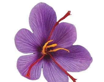 Saffron 100% Pure Fresh Saffron Wholesale rate  Economical  Zafran  Best Zaffran  any type of small packing is available