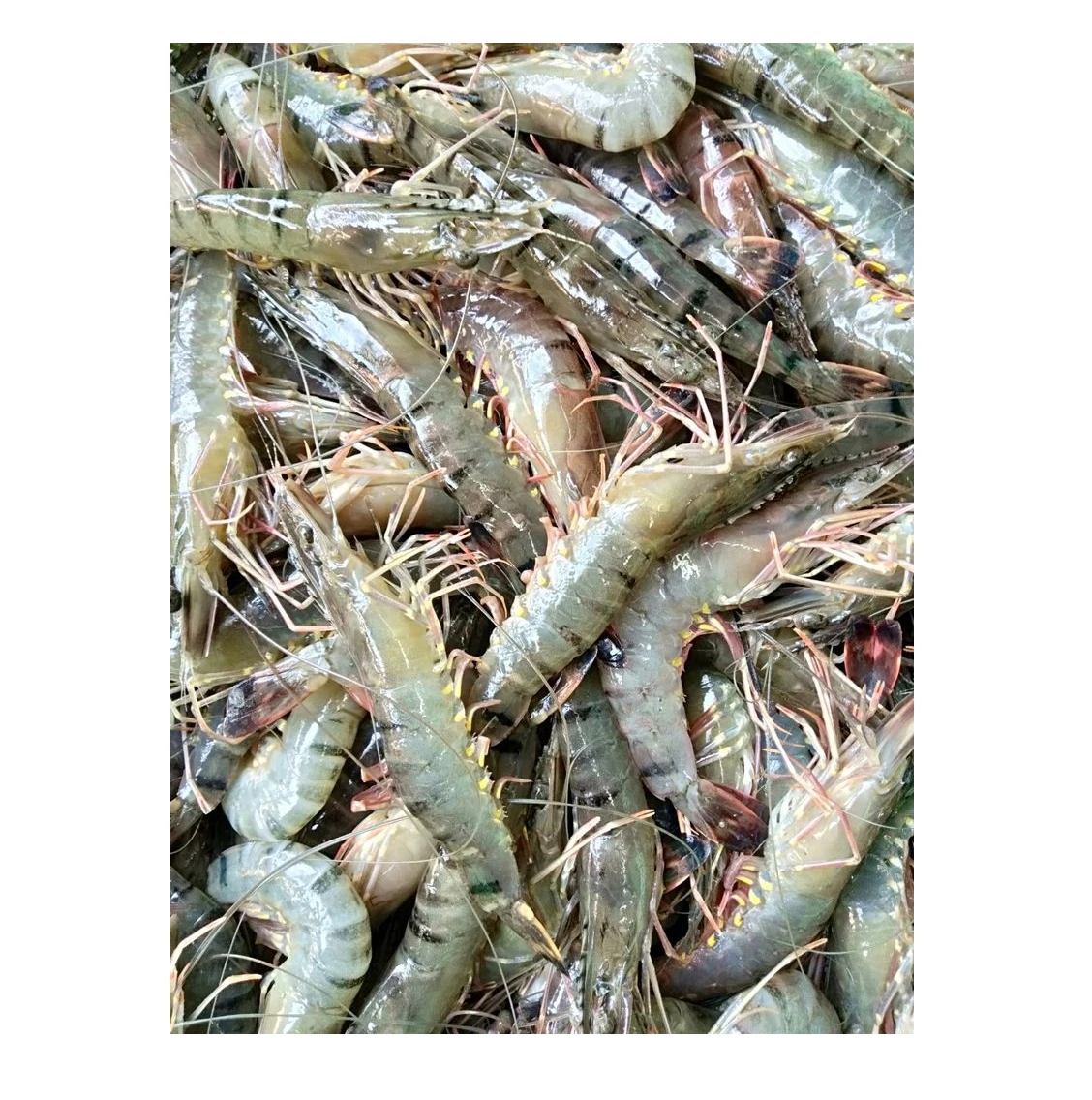 High Quality Frozen Fresh Black Tiger Shrimp HOSO at Competitive Price from Vietnam