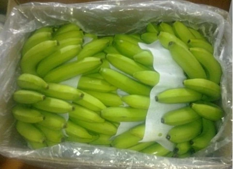 Fresh Green Cavendish Banana 100% Natual Organic Delicious Taste Hot Sale Products