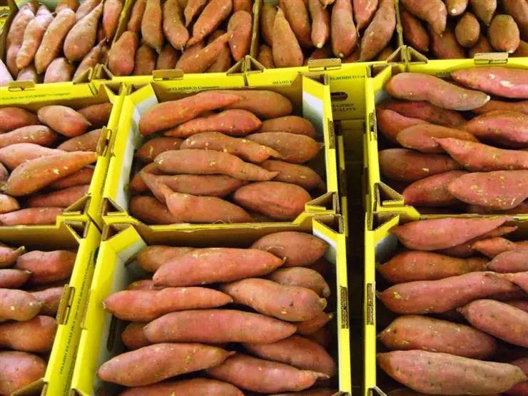 A1 Assorted Quality Exclusive Fresh SWEET POTATOES available for export at a Cheaper Price