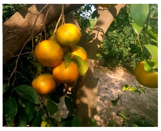 Pure Organic Fresh Mandarin Orange from Pakistan Factory Direct Sale High Quality oranges in cheap price