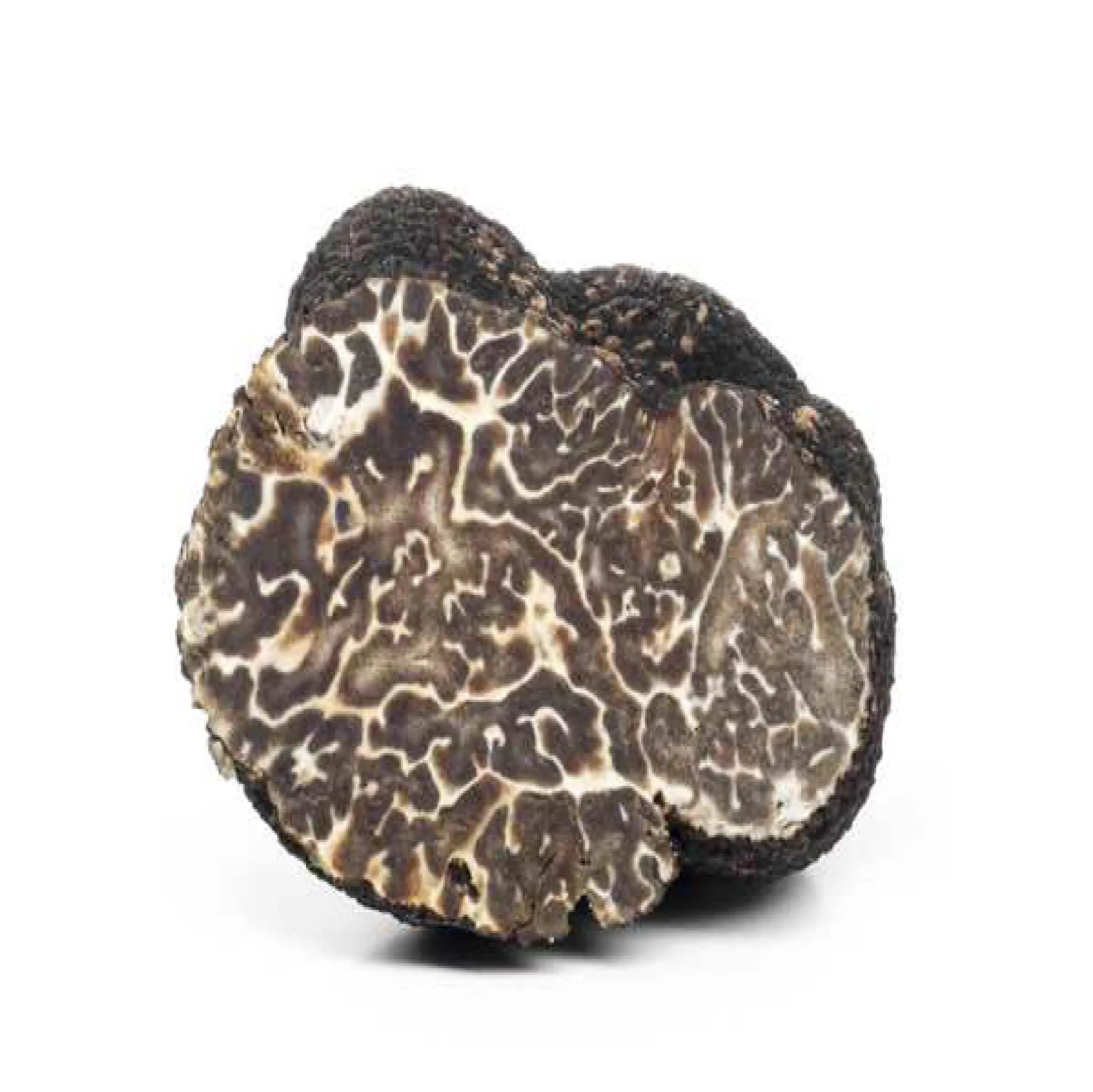 BLACK TRUFFLE (tuber Moschatum)