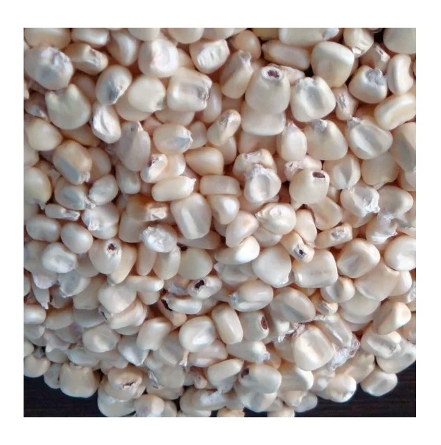 Bulk dried white corn and yellow corn Available