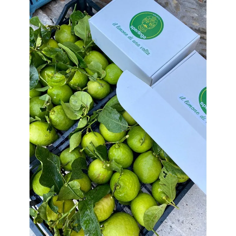 High quality Verdello 100% Made in Italy Sicily Organic Green Fresh Lemons with Leavesgreen 10kg box ready to ship