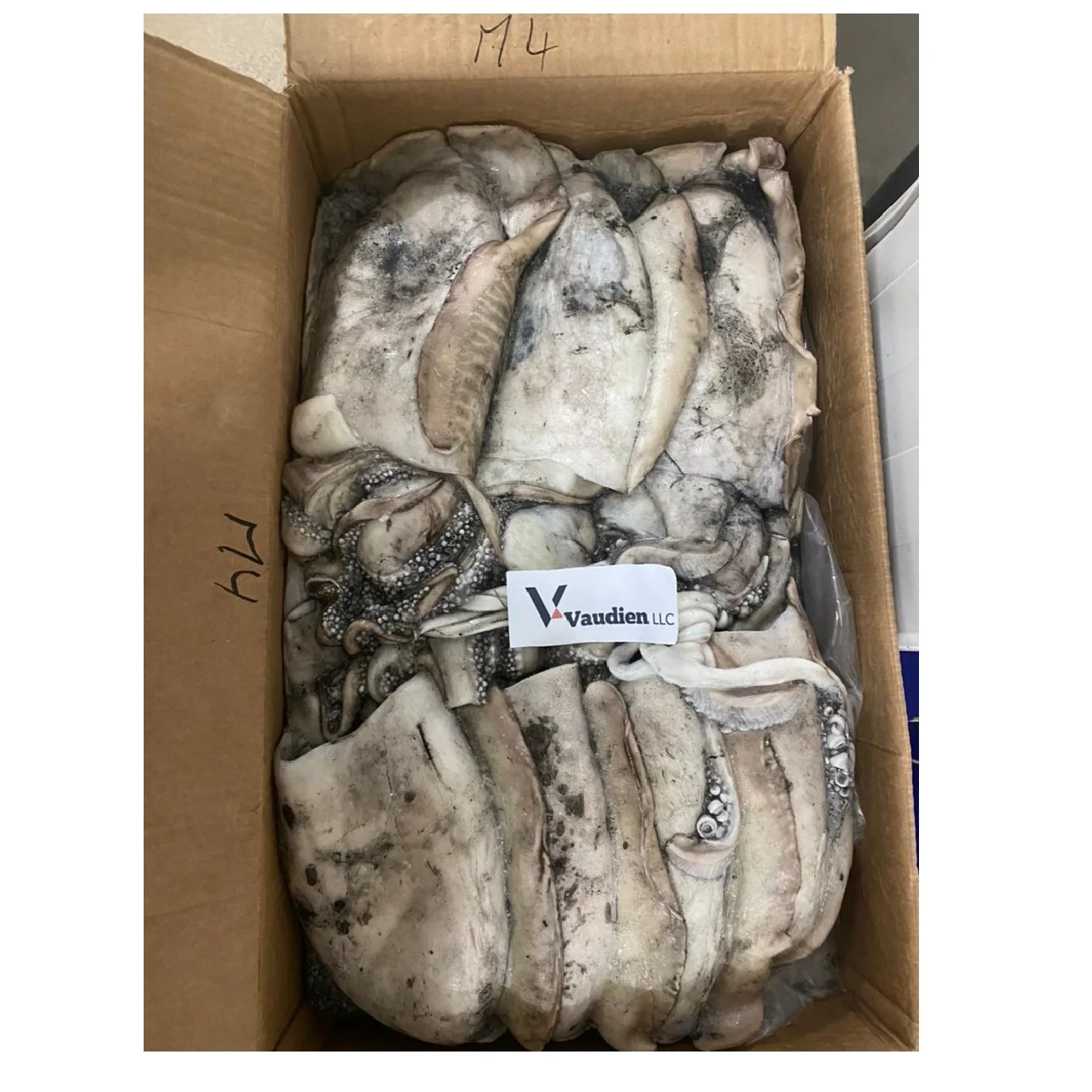 
Healthy Product Frozen Cuttlefish Export Morocco Sepiida Seiches Great Health Beneficial 