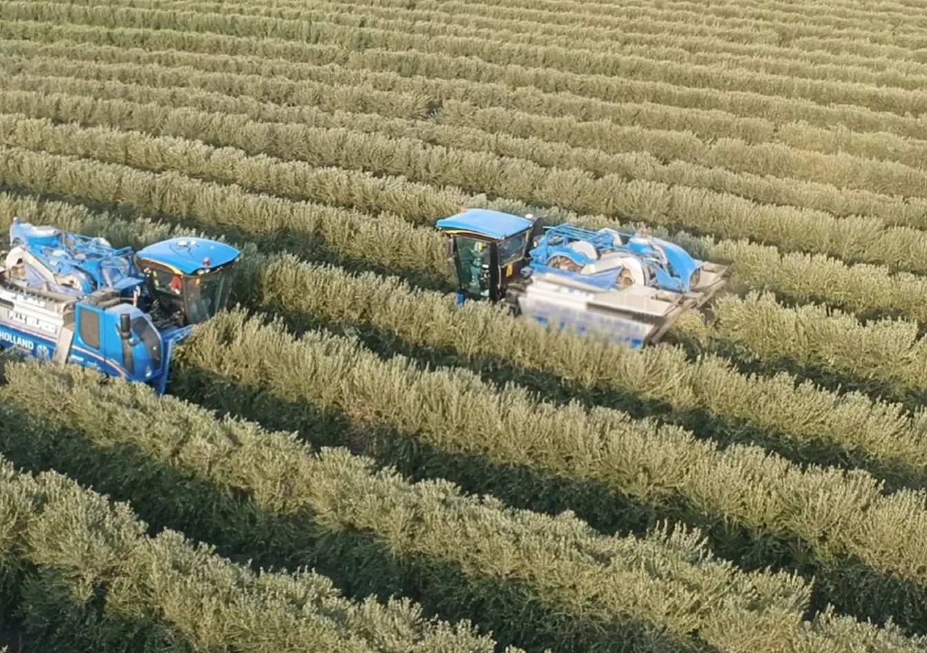 
High Quality Italy EXTRA VIRGIN OLIVE OIL medium for export 