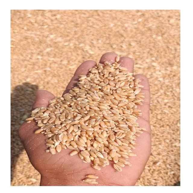 WHEAT KERNEL.jpg