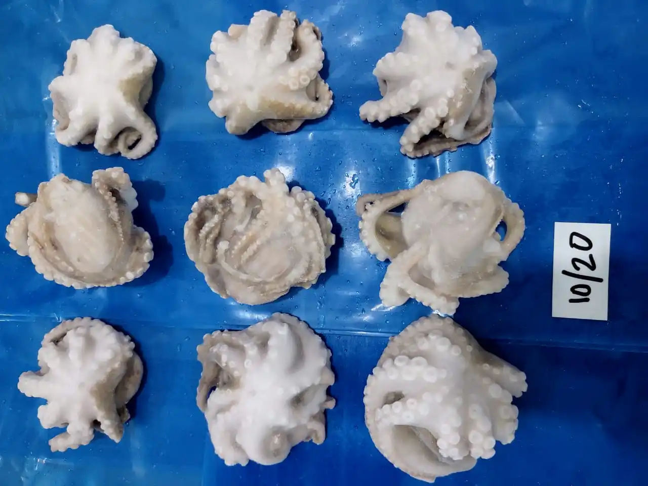 OCTOPUS WHOLE CLEANED