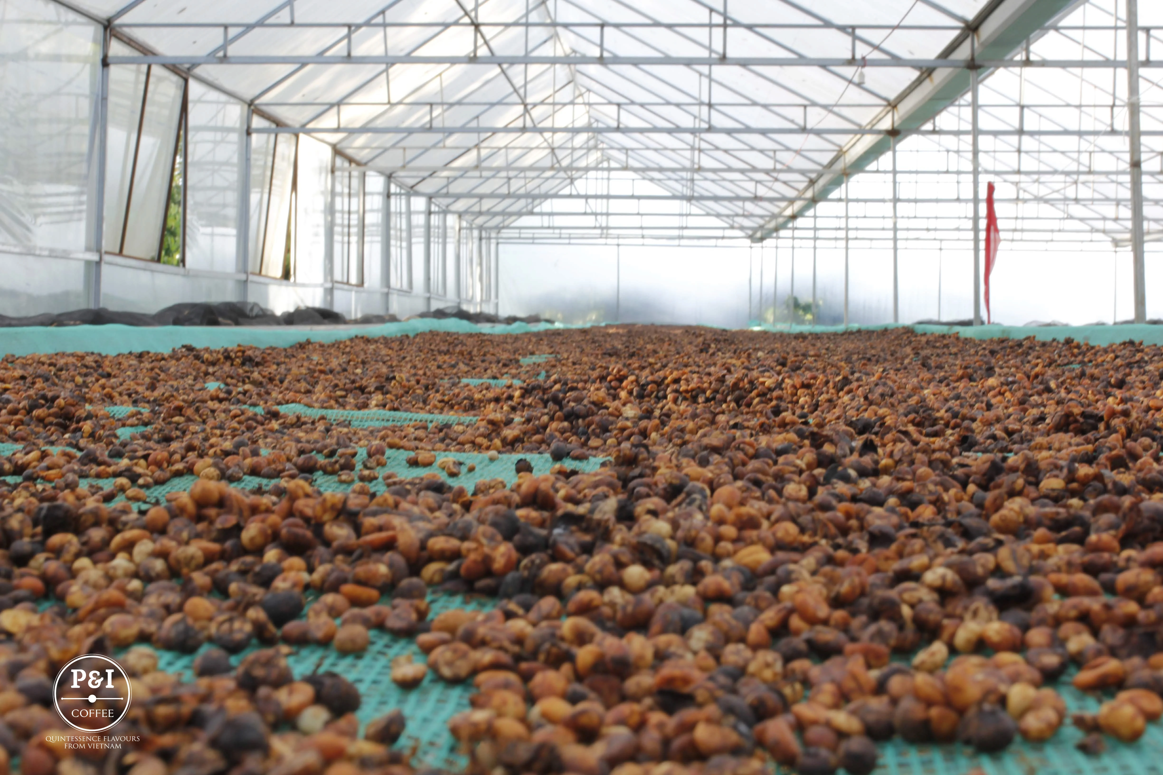 Сделано в Вьетнаме зеленые кофейные зерна Arabica