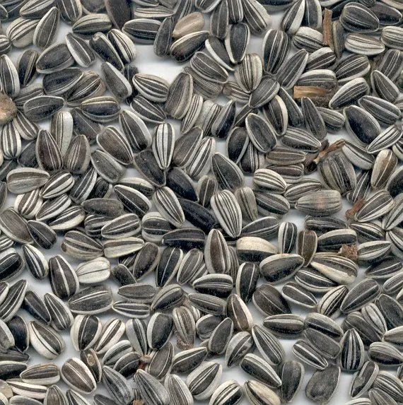 
Ukrainian Sunflower seeds with good Quality. 