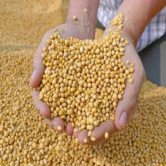 Premium Quality Guar Seeds for sale