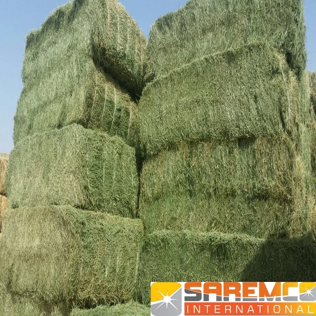 Best Protein Content Rhodes Grass From Pakistan