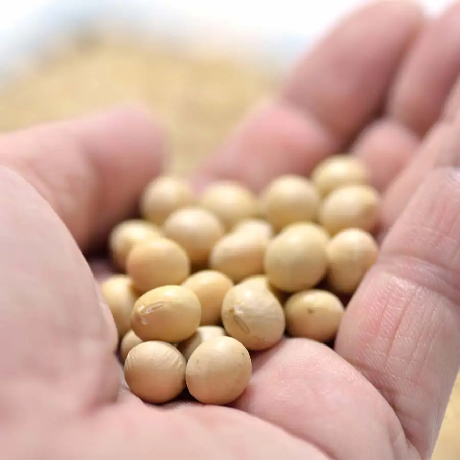 Soybeans ,Non gmo yellow soybean ,soya bean seed