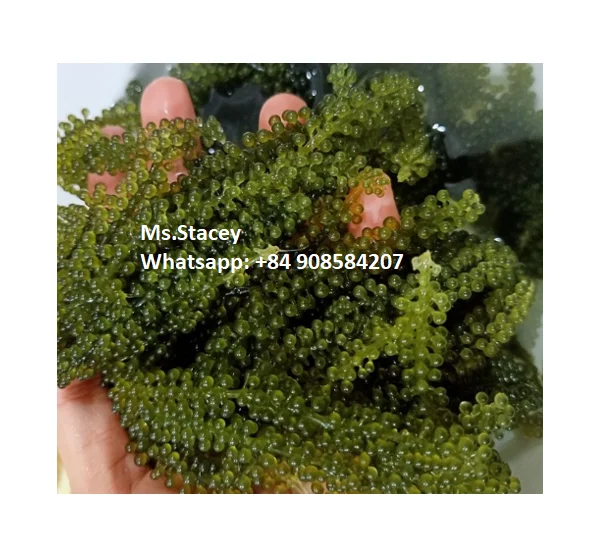 Dehydrated Sea Grapes - Lato Sea Grapes- Badapodo - Caulerpa lentillifera (Ms.Stacey +84 908584207)