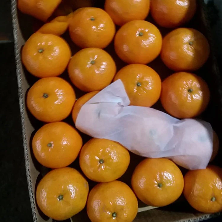 Pakistani Mandarin orange for Russian/oranges brands fruit