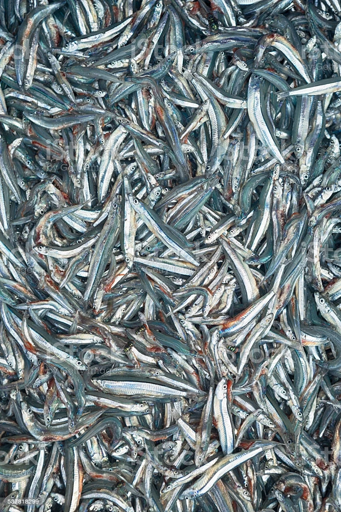 Fisher VINA ONE GLOBAL  high quality Viet Nam Dried Anchovy for Broth Rich In Calcium - Dried Anchovy fish Viet Nam.