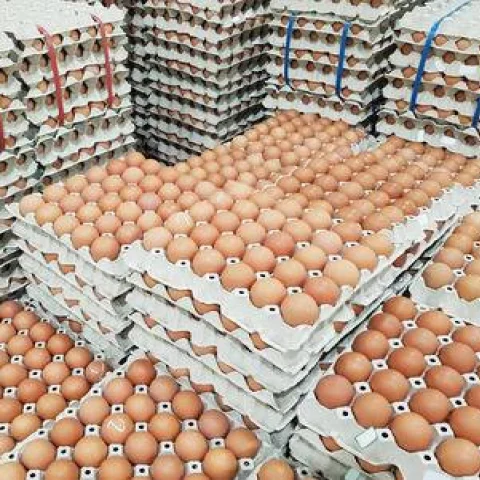 Бройлерные инкубационные яйца Ross 308 и Cobb 500 и куриные настольные яйца