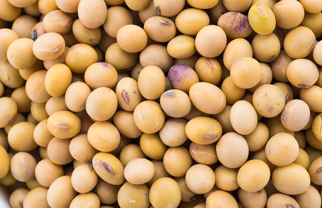 High Quality Non GMO Yellow Soybeans - Soybeans /Soya Bean (8.0mm) with High Quality Non Gmo