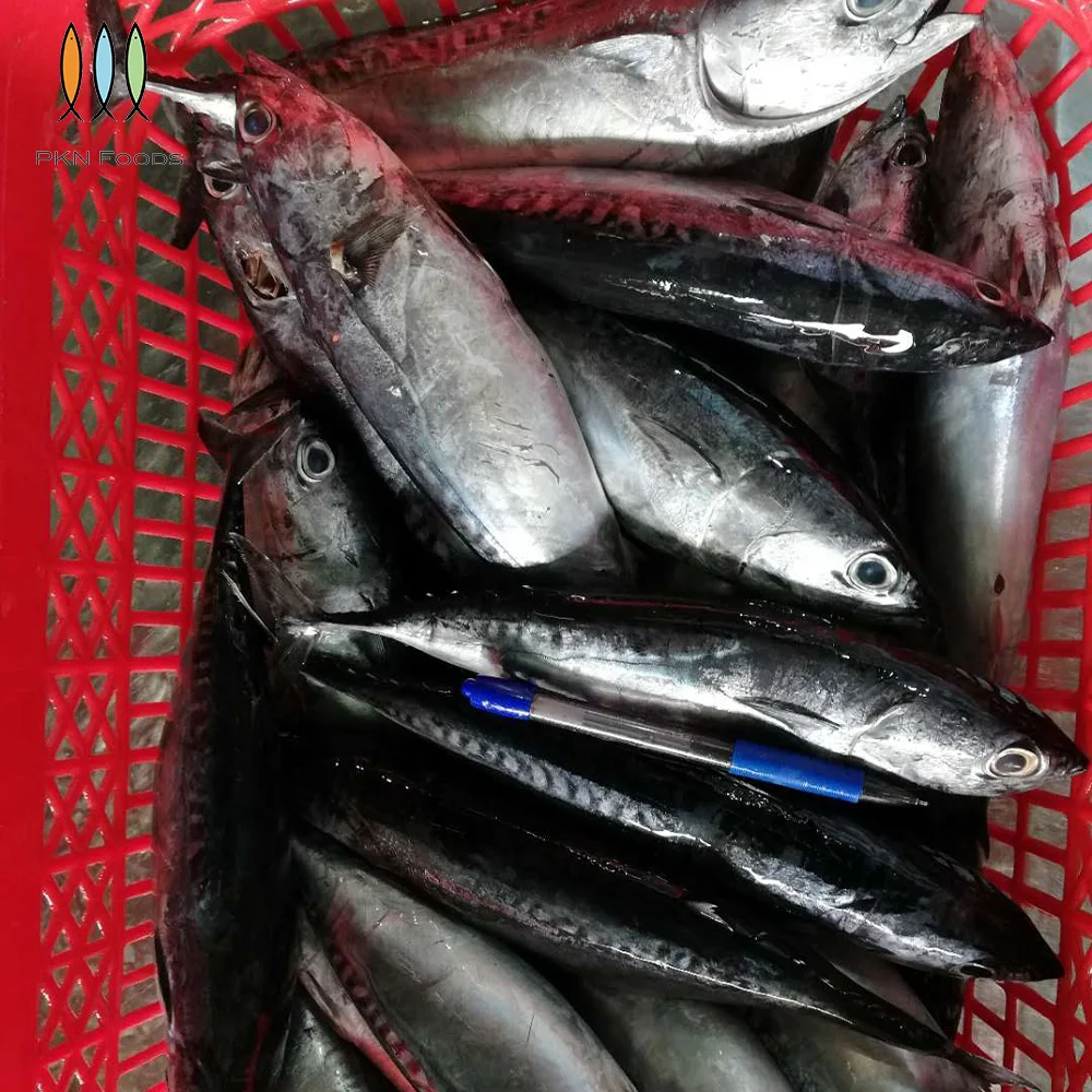 Frozen IQF BLOCK Seasonal Fresh Whole Body Nature Auxis Rochei Bonito with Box Packaging From Vietnam