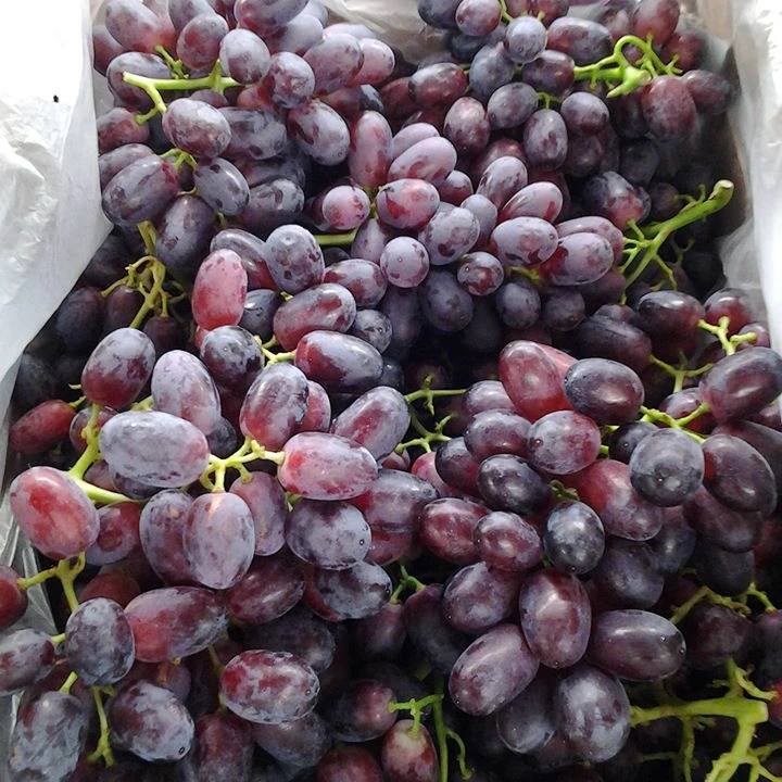 Black seedless and black seeded grapes