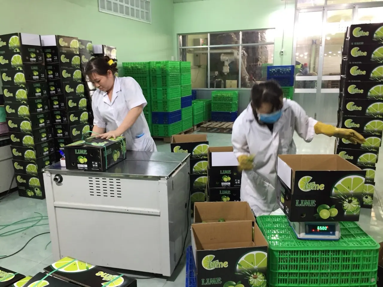 FRESH LIME LEMON from VIETNAM GREEN FRESH Maturity 6kgs-8kgs 0.016 Kg a Grade 4-5cm TT LC COMMON Cultivation