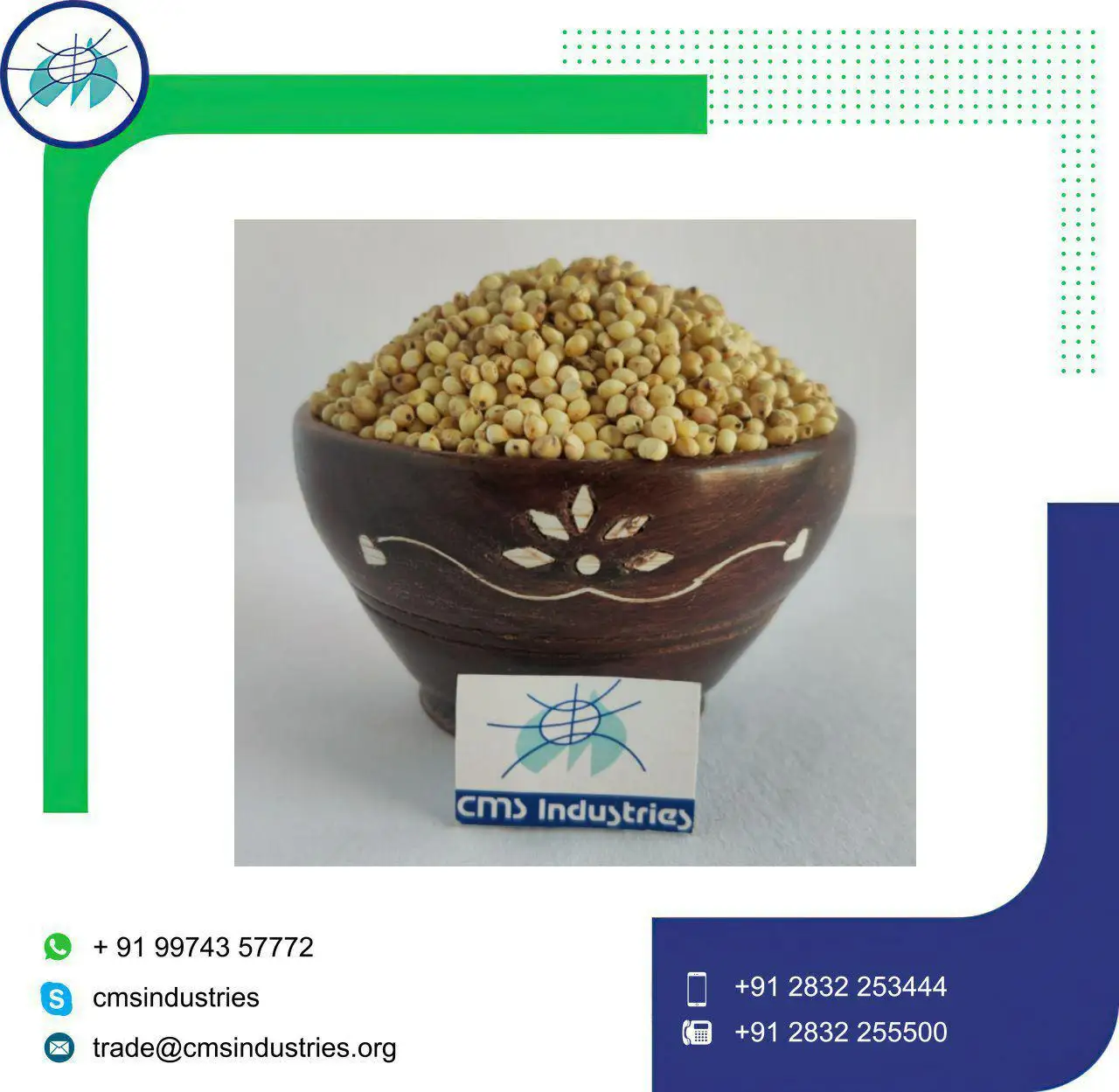 Undamaged Creamy White Sorghum for Feeding Bird