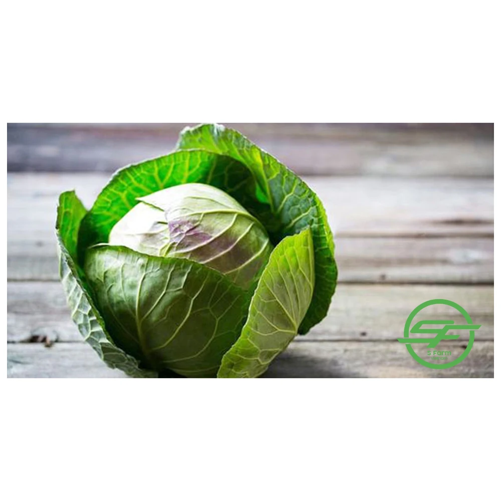 Свежие овощи свежая круглая капуста поставка из Вьетнама