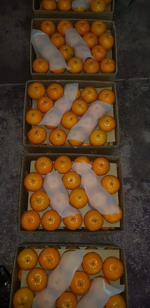 Fresh Organic Orange - A Grade Mandarin