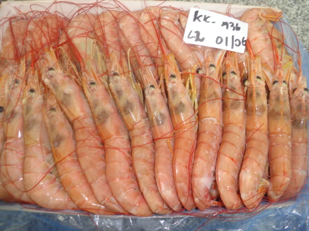FROZEN PREMIUM QUALITY RED SHRIMP -HEAD ON SHELL ON AND HEADLESS SHELL ON FOR SALE