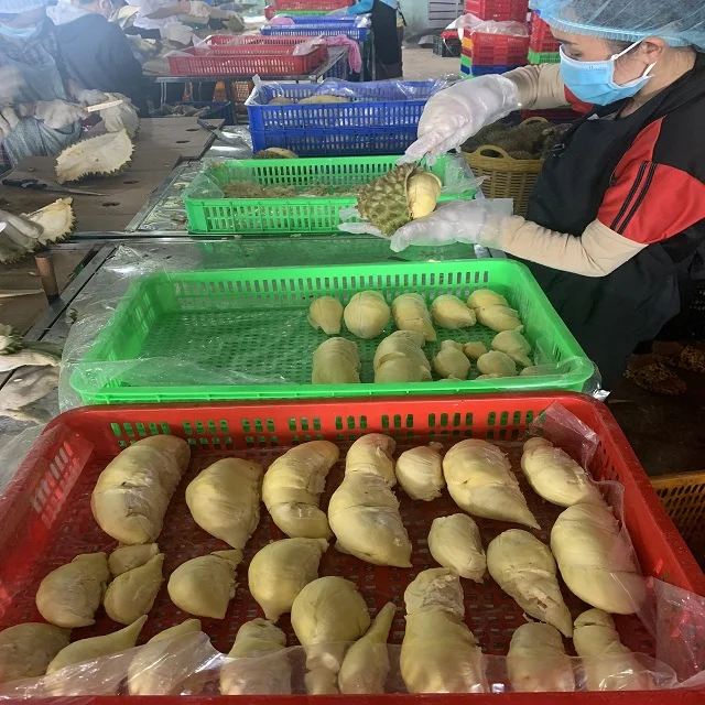 ISO 22000-2018 Yellow Color Frozen Processing Sweet Taste High Quality 12 Months Shelf Life Durian Meat From Vietnam