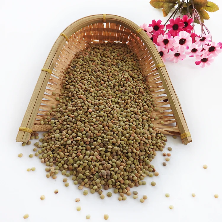 READY 25Kg 8mm Healthy Canadian Whole Green Lentils Bags / Best Green Lentils Wholesale Suppliers/Where To Buy Green Lentils