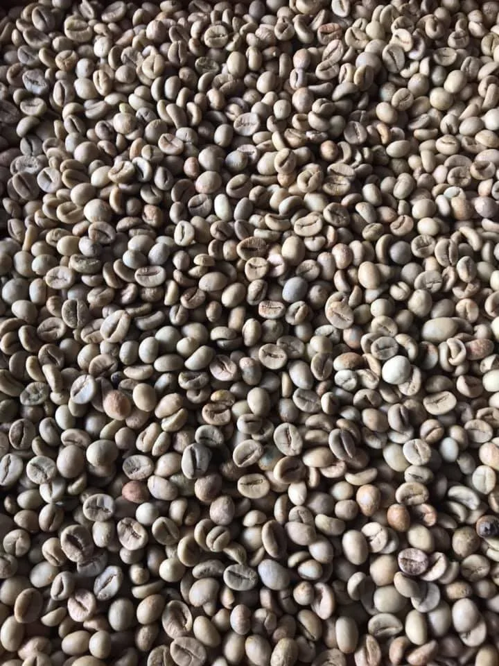 New product Vietnam Green Coffee beans Arabica from Son La