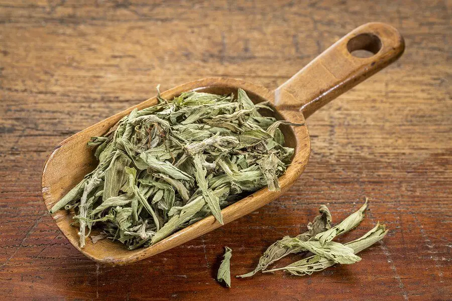 DRIED STEVIA REBAUDIANA - HERB FROM VIETNAM/ LOUIS T +84943481858