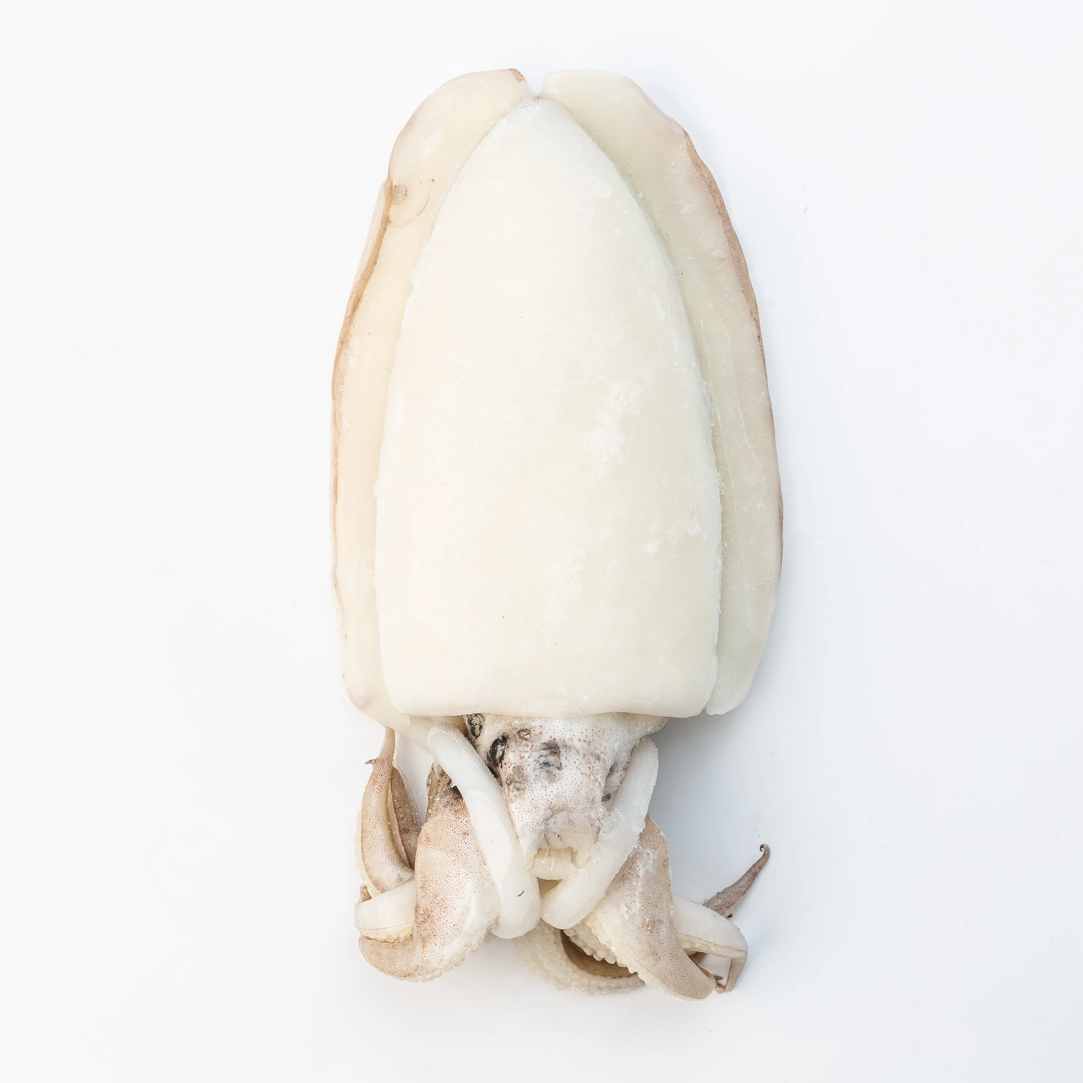Frozen Whole Cleaned CUTTLEFISH IQF