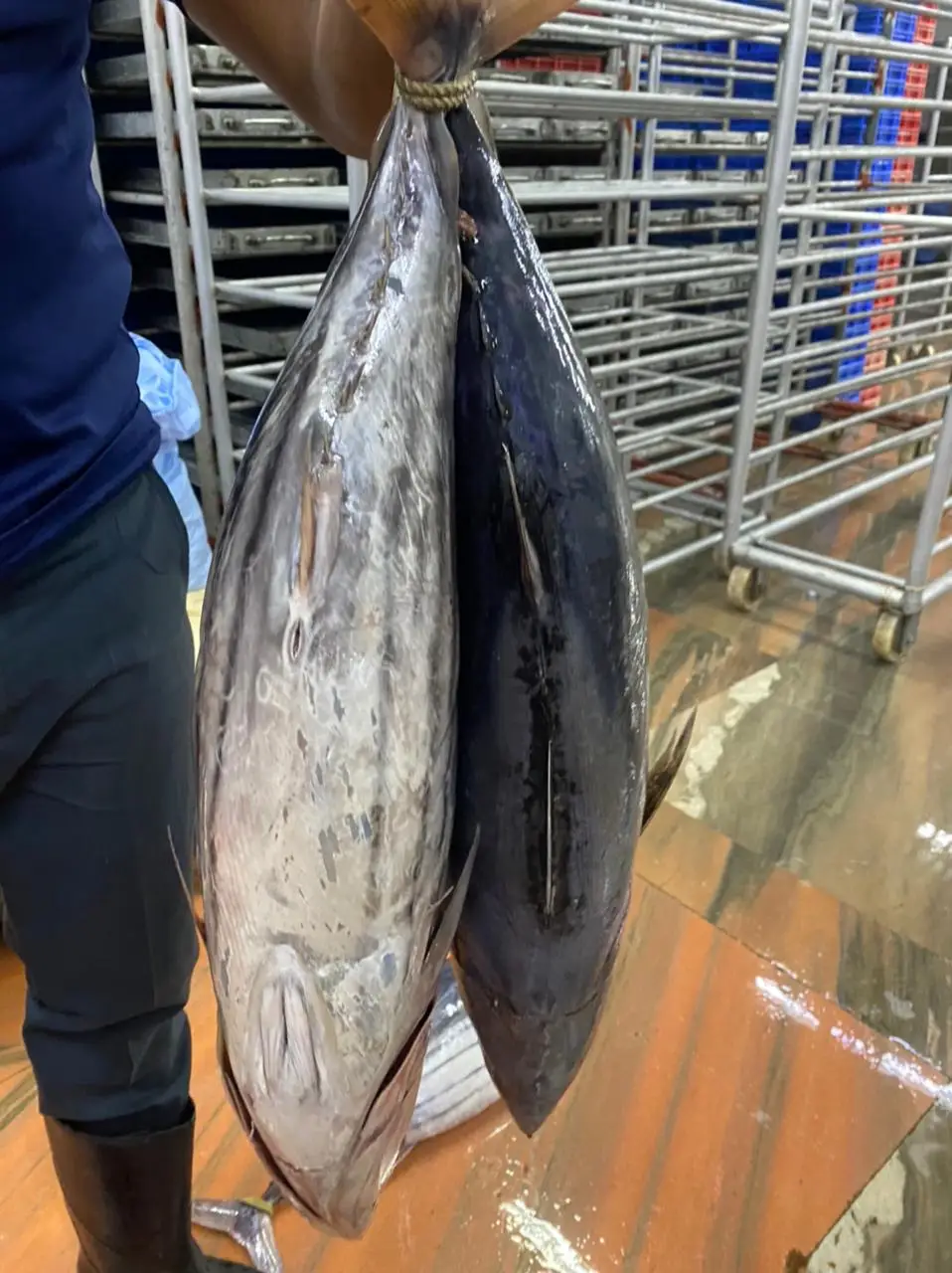 Свежий замороженный тунец IQF индийского происхождения поставщик тунца из индии Наивысшее качество и количество